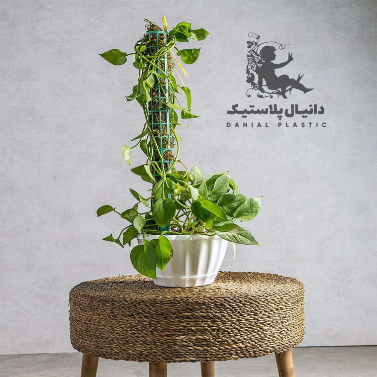 قیم چوب خز مخصوص گیاهان رونده بدون خزه۶۰عددی